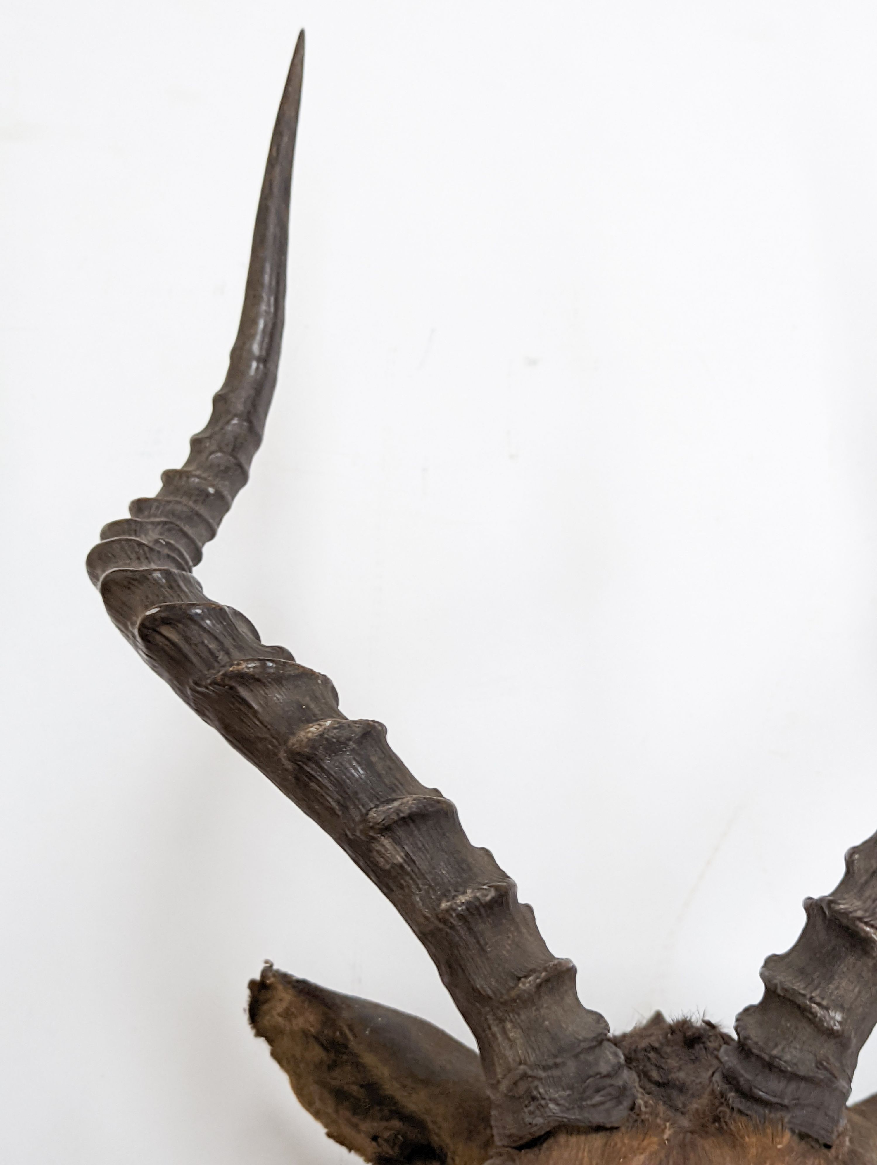 A taxidermy Common Impala (Aepyceros Melampus) c1872, on an oak shield 'Pallah Zululand, 1872' labelled verso Rowland Ward & Company, 87cm high.